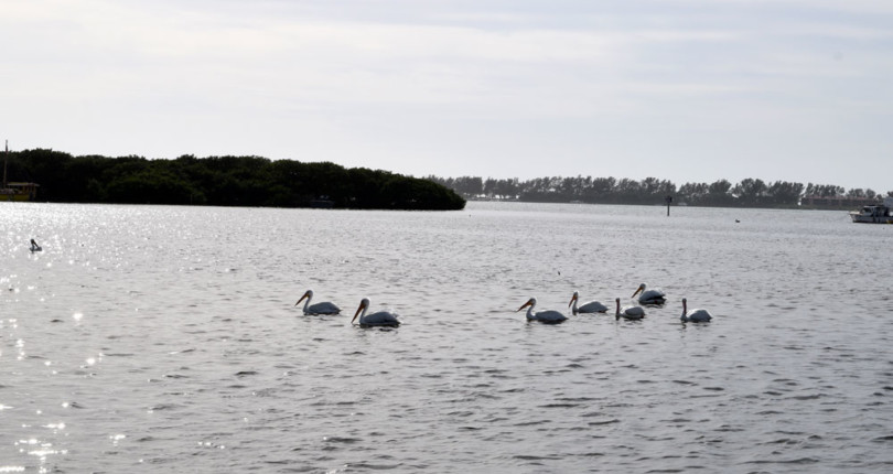 Experience Cortez: Old Florida at it’s Finest